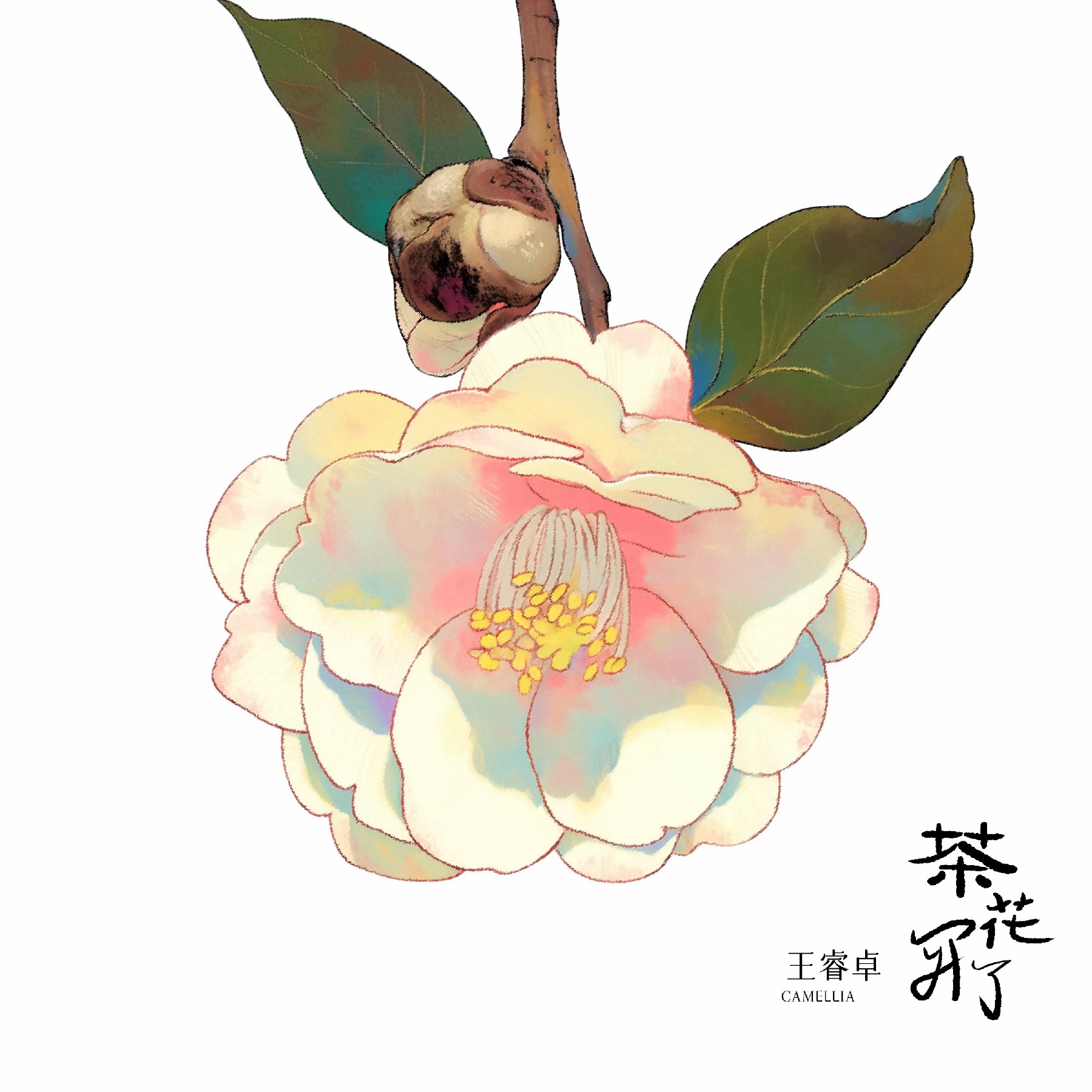 王睿卓《茶花开了》.jpg